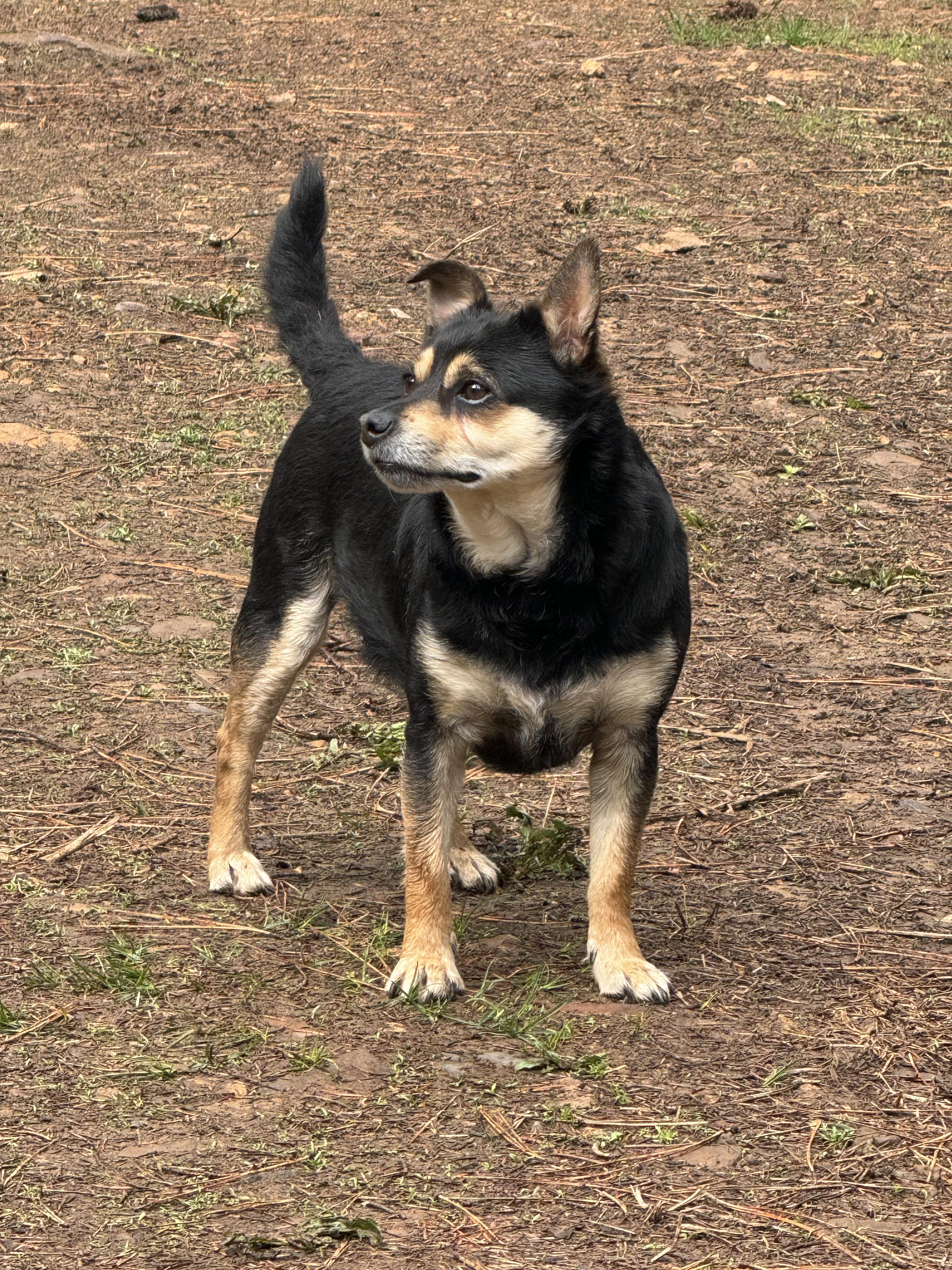 Enlarge Brody, an adopted mixed breed in Roslyn, WA image 1/4