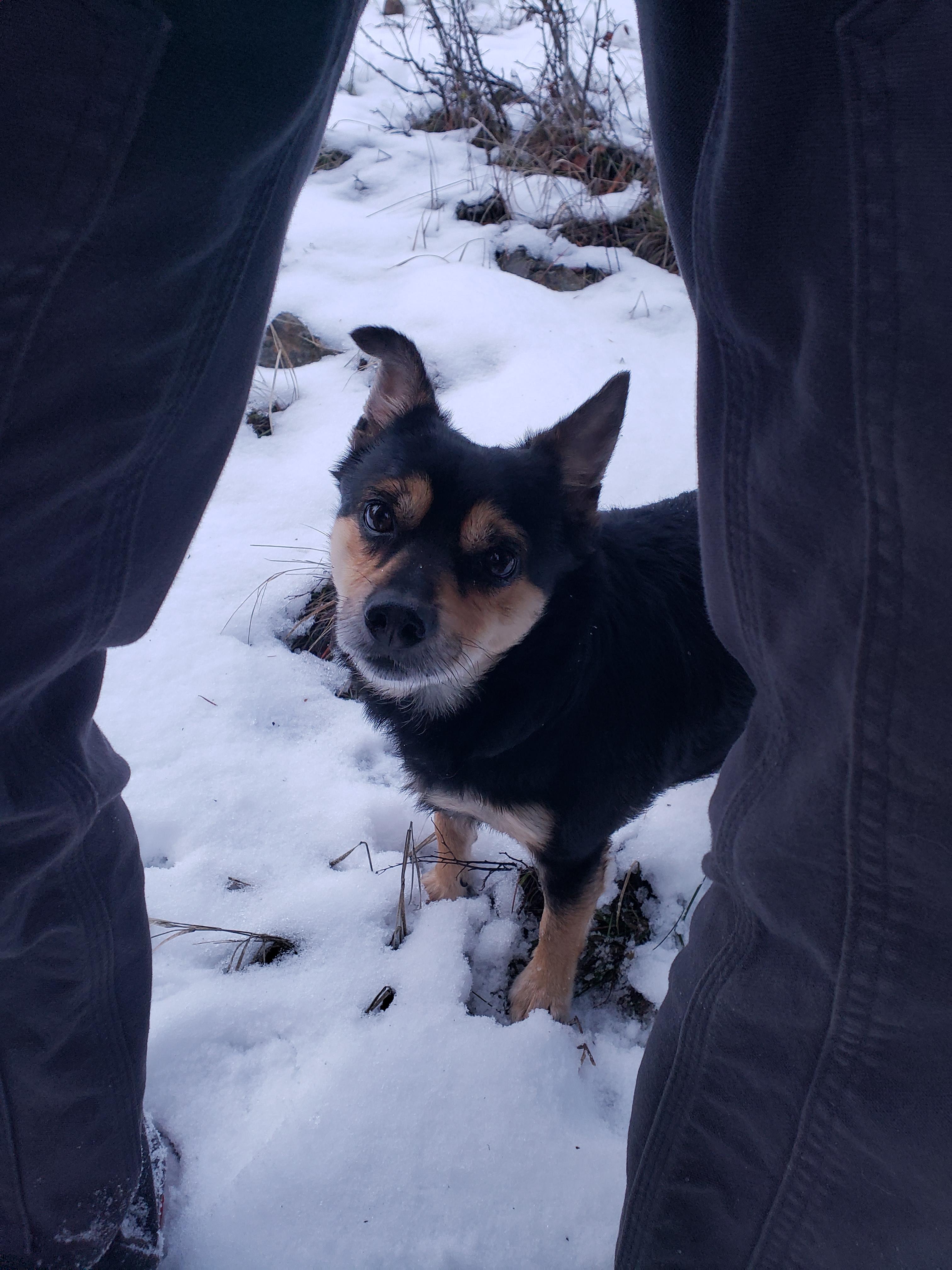 Enlarge Brody, an adopted mixed breed in Roslyn, WA image 2/4
