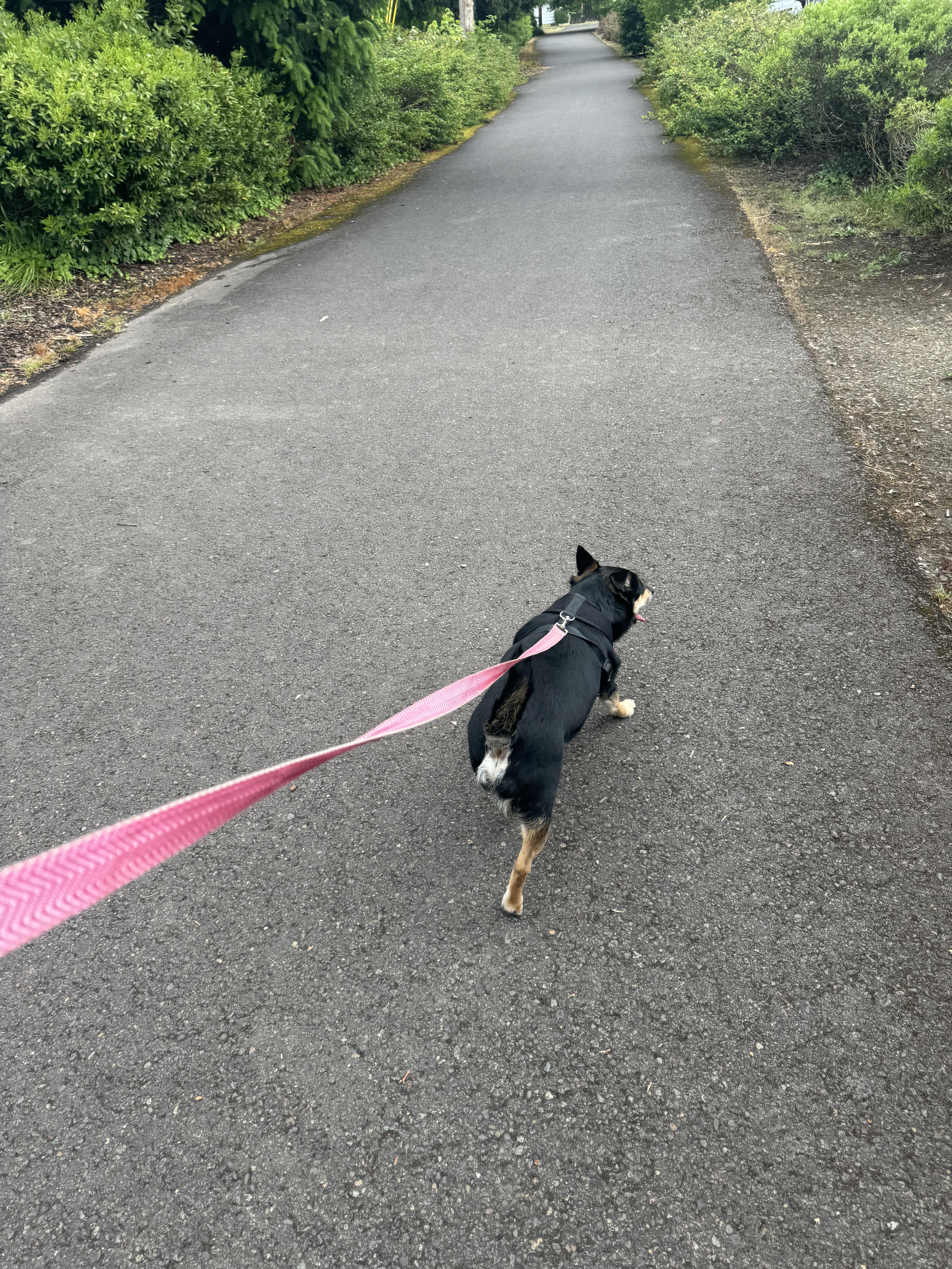 Enlarge Brody, an adopted mixed breed in Roslyn, WA image 4/4