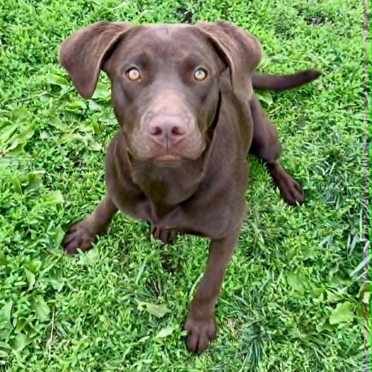 Enlarge Kona, an adopted Chocolate Labrador Retriever in Rushville, IL image 2/4
