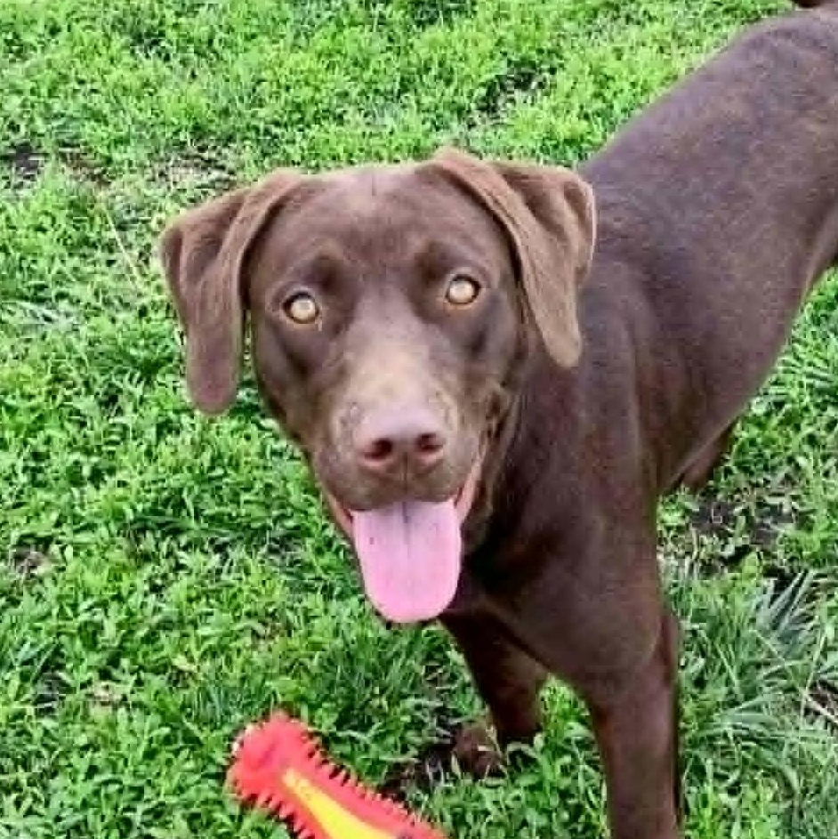 Kona, adopted, Young Female Chocolate Labrador Retriever.