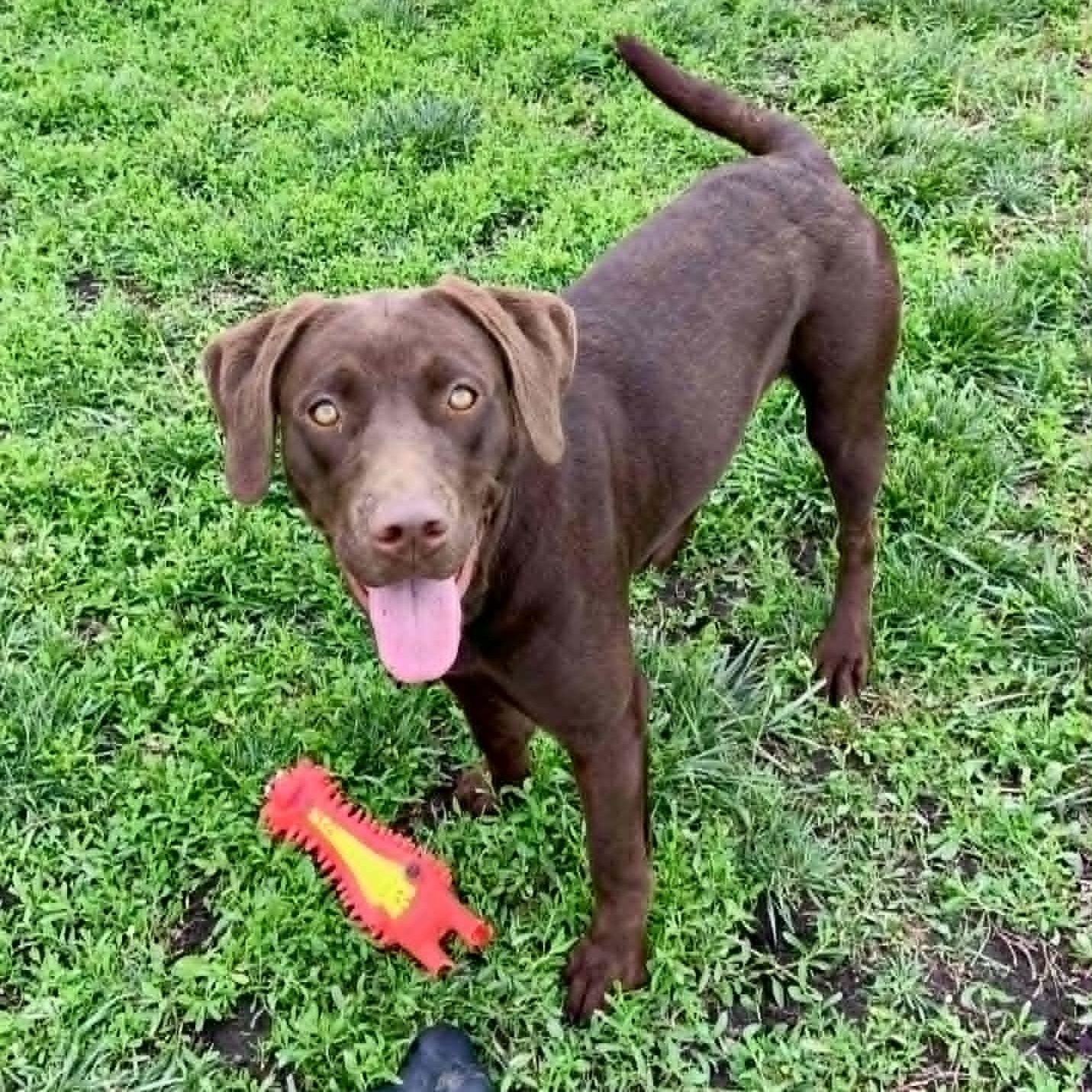 Enlarge Kona, an adopted Chocolate Labrador Retriever in Rushville, IL image 3/4