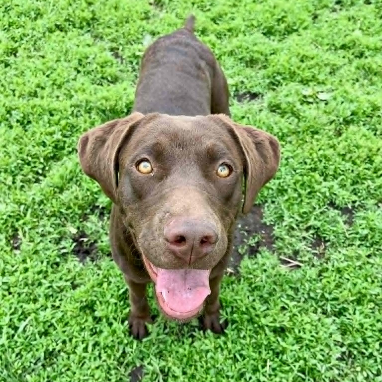 Enlarge Kona, an adopted Chocolate Labrador Retriever in Rushville, IL image 4/4