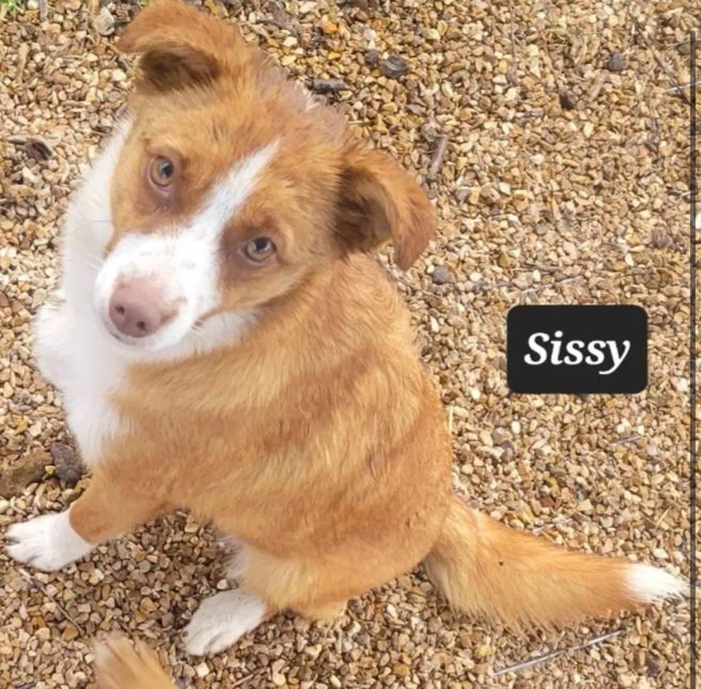 Enlarge Sissy, a Adoptable Chihuahua in Buffalo, MO image 1/1