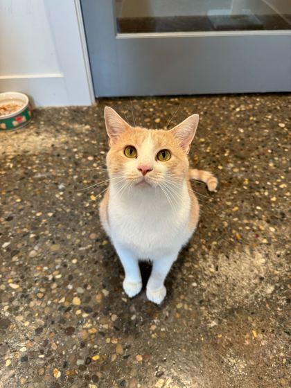 Hilbert, a Adoptable Domestic Short Hair in Louisville, KY image 1/3