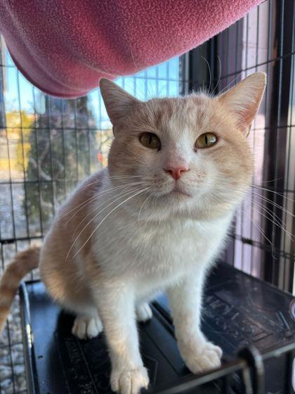 Hilbert, a Adoptable Domestic Short Hair in Louisville, KY image 2/3