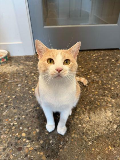 Hilbert, a Adoptable Domestic Short Hair in Louisville, KY image 3/3