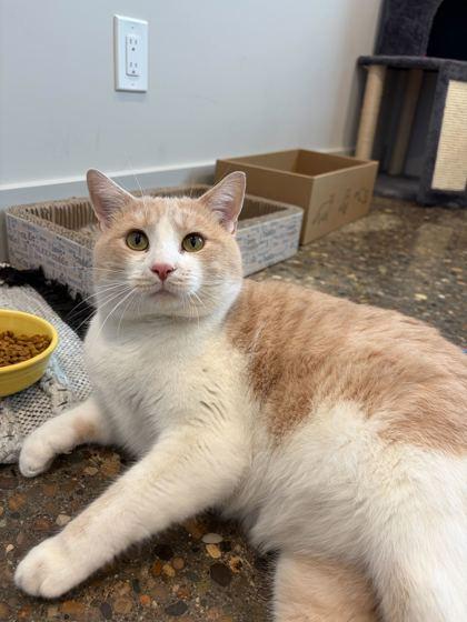 Enlarge Hilbert, a Adoptable Domestic Short Hair in Louisville, KY image 2/3