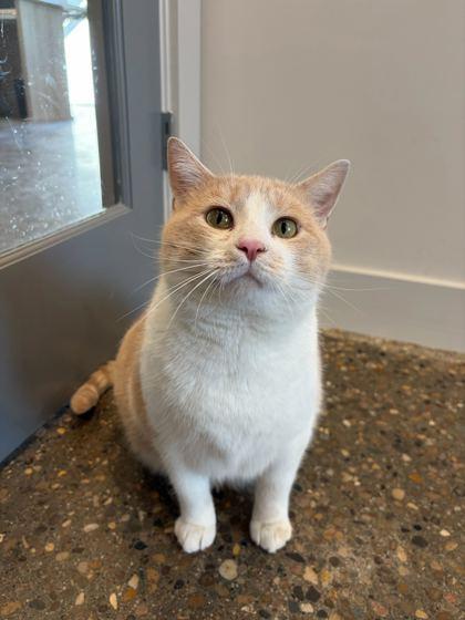 Enlarge Hilbert, a Adoptable Domestic Short Hair in Louisville, KY image 3/3