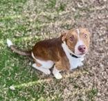 Enlarge Chuck, a ADOPTABLE mixed breed in Haltom City, TX image 2/2