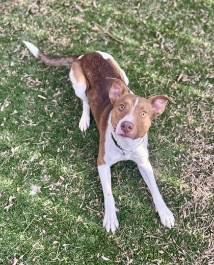 Chuck, ADOPTABLE, Adult Male Mixed Breed.