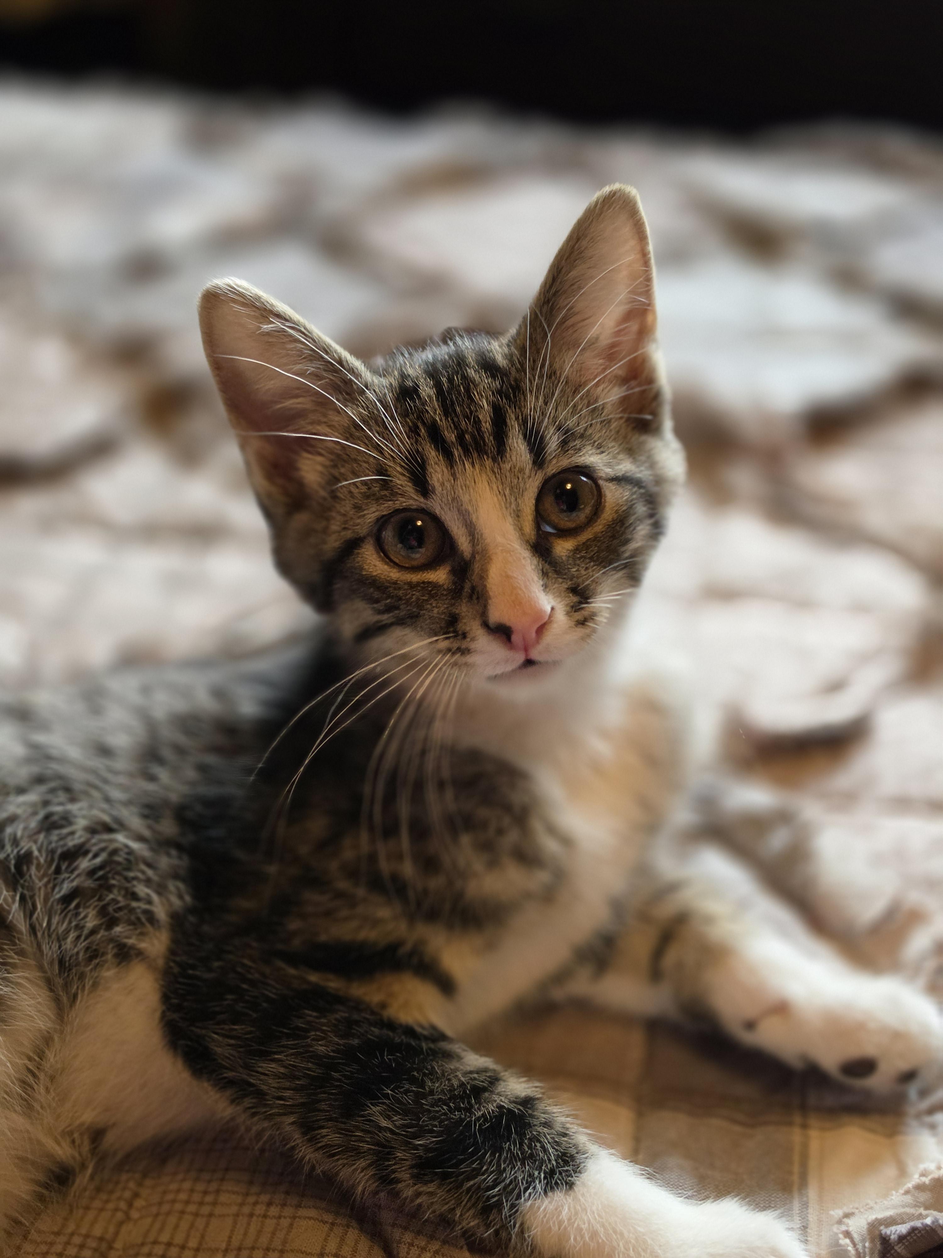Zazu, ADOPTABLE, Kitten Male Domestic Short Hair.
