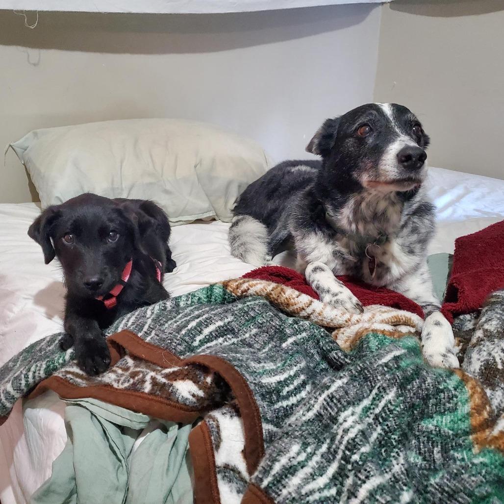 Enlarge Goldberry, a Adoptable mixed breed in Hattiesburg, MS image 1/6