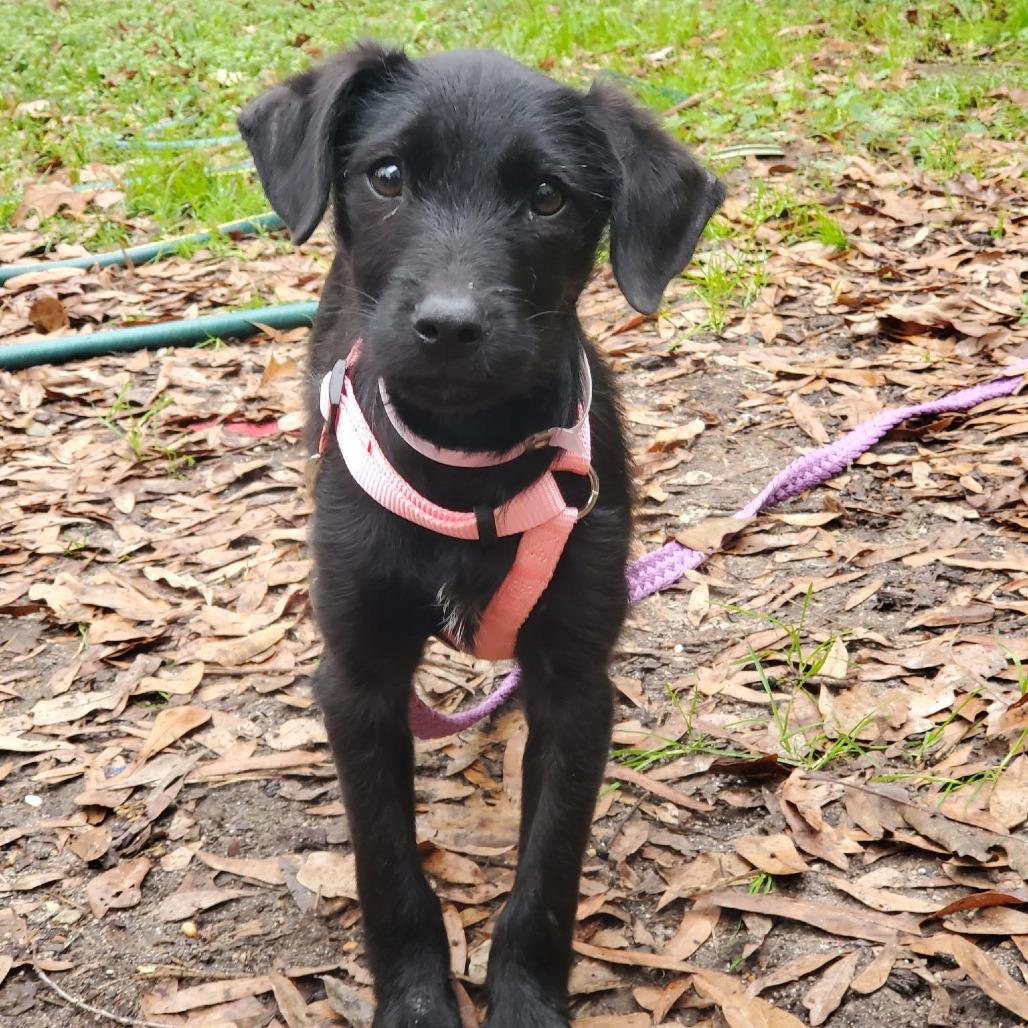 Enlarge Goldberry, a Adoptable mixed breed in Hattiesburg, MS image 2/6