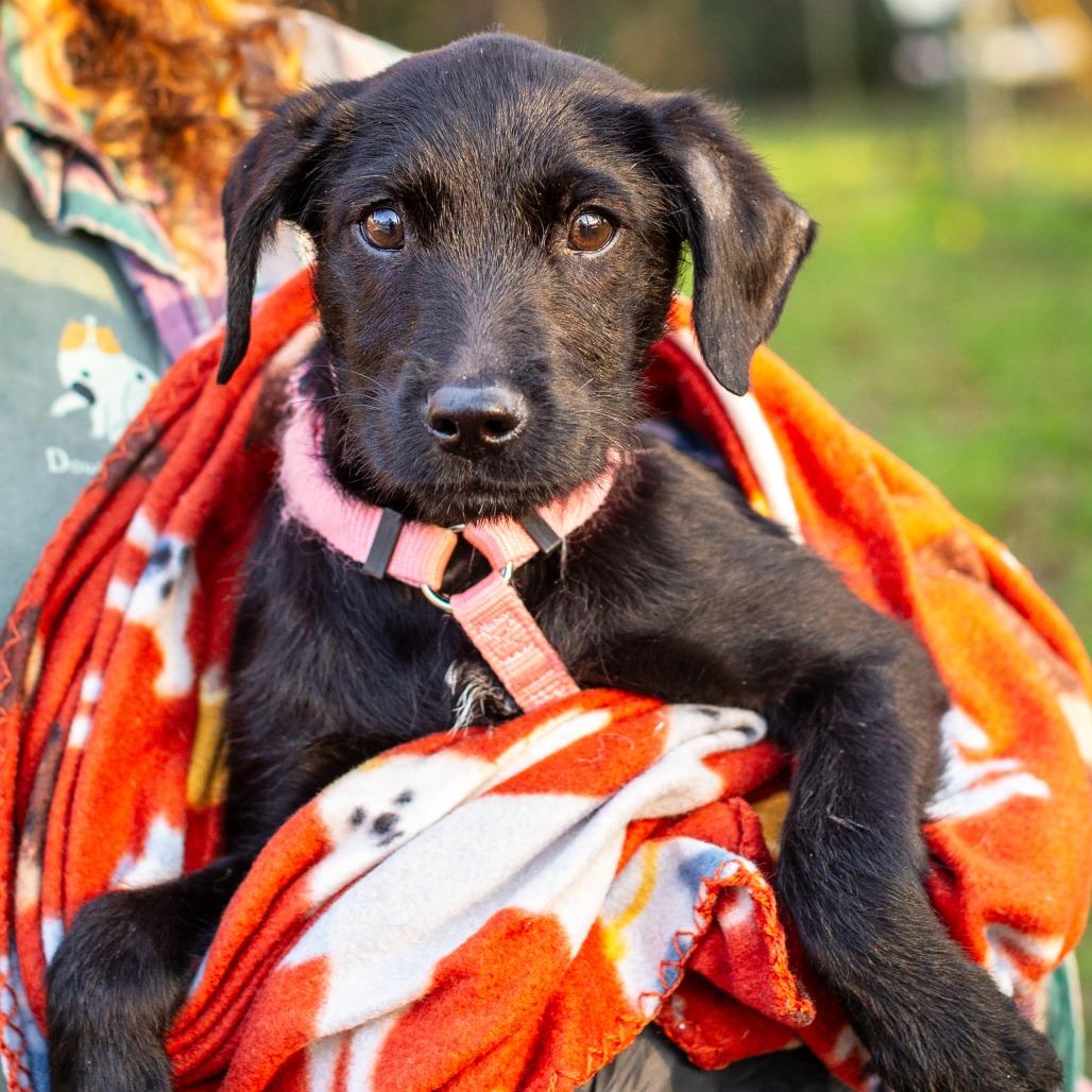 Enlarge Goldberry, a Adoptable mixed breed in Hattiesburg, MS image 3/6