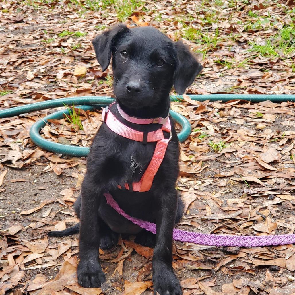 Enlarge Goldberry, a Adoptable mixed breed in Hattiesburg, MS image 4/6