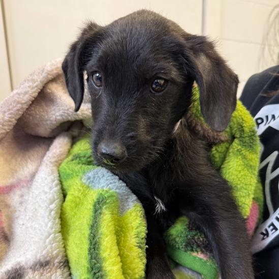 Enlarge Goldberry, a Adoptable mixed breed in Hattiesburg, MS image 5/6