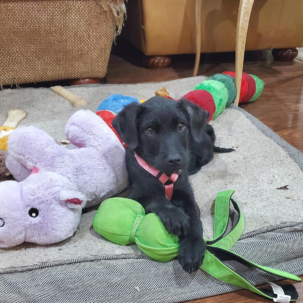 Enlarge Goldberry, a Adoptable mixed breed in Hattiesburg, MS image 6/6