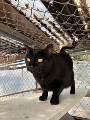 Jett (aka Archie), a Adoptable mixed breed in El Dorado Hills, CA image 1/3