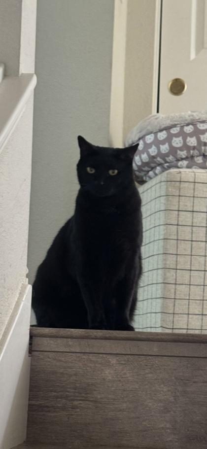 Jett (aka Archie), a Adoptable mixed breed in El Dorado Hills, CA image 3/3