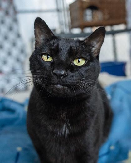 Jett (aka Archie), Adoptable, Adult Male Domestic Short Hair & Bombay.