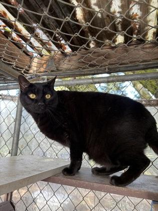 Enlarge Jett (aka Archie), a Adoptable mixed breed in El Dorado Hills, CA image 4/4