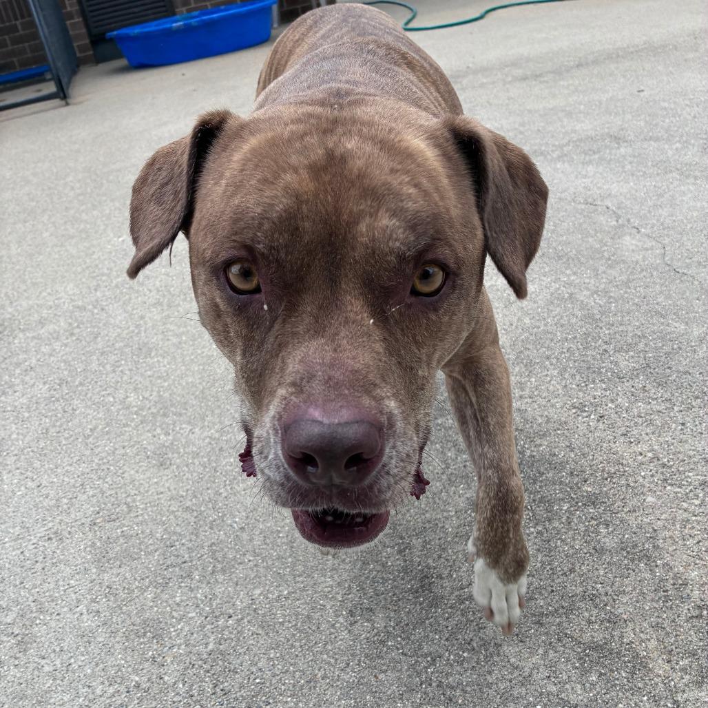 Miso (Soup), a Adoptable Pit Bull Terrier in Dixon, IL image 1/3