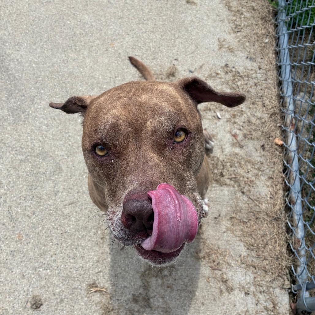 Miso (Soup), a Adoptable Pit Bull Terrier in Dixon, IL image 2/3