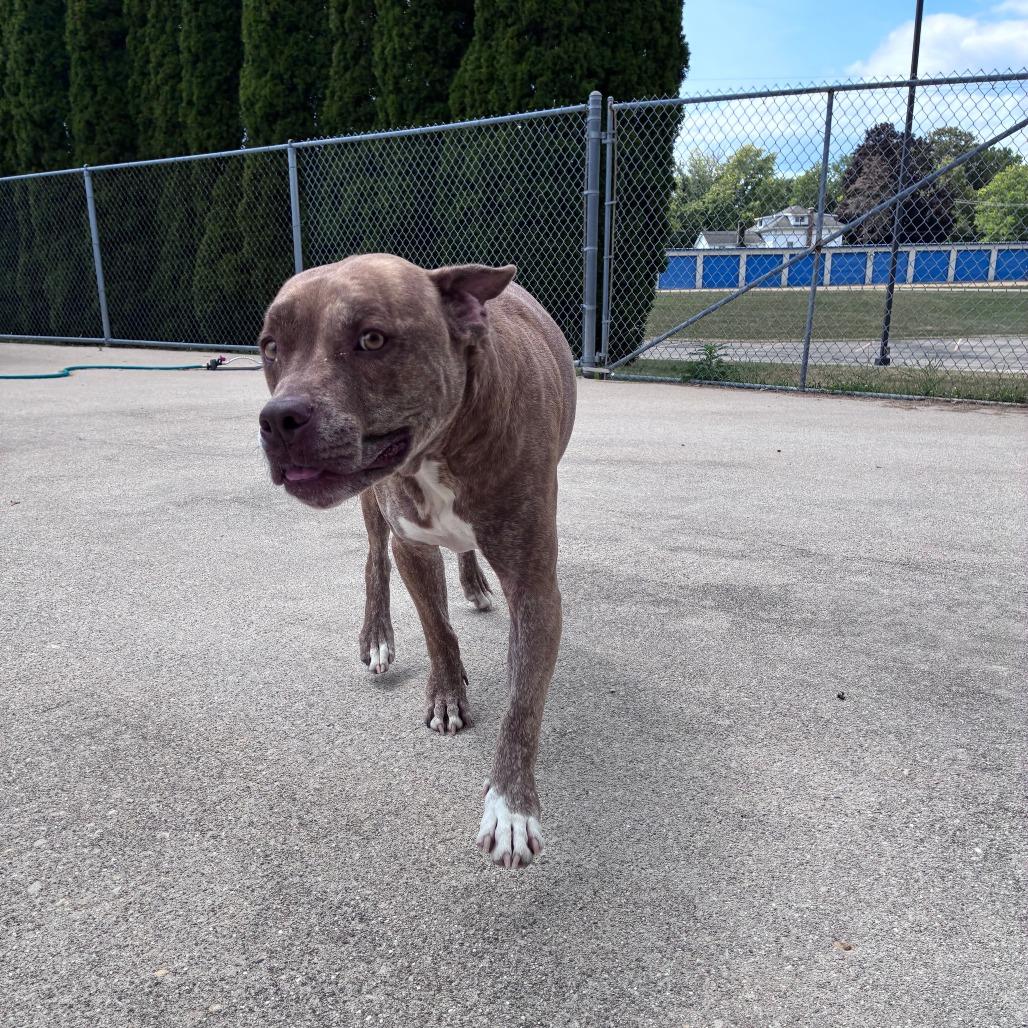 Miso (Soup), a Adoptable Pit Bull Terrier in Dixon, IL image 3/3