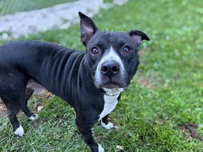 Enlarge BO, a Adoptable mixed breed in Gainesville, FL image 1/1
