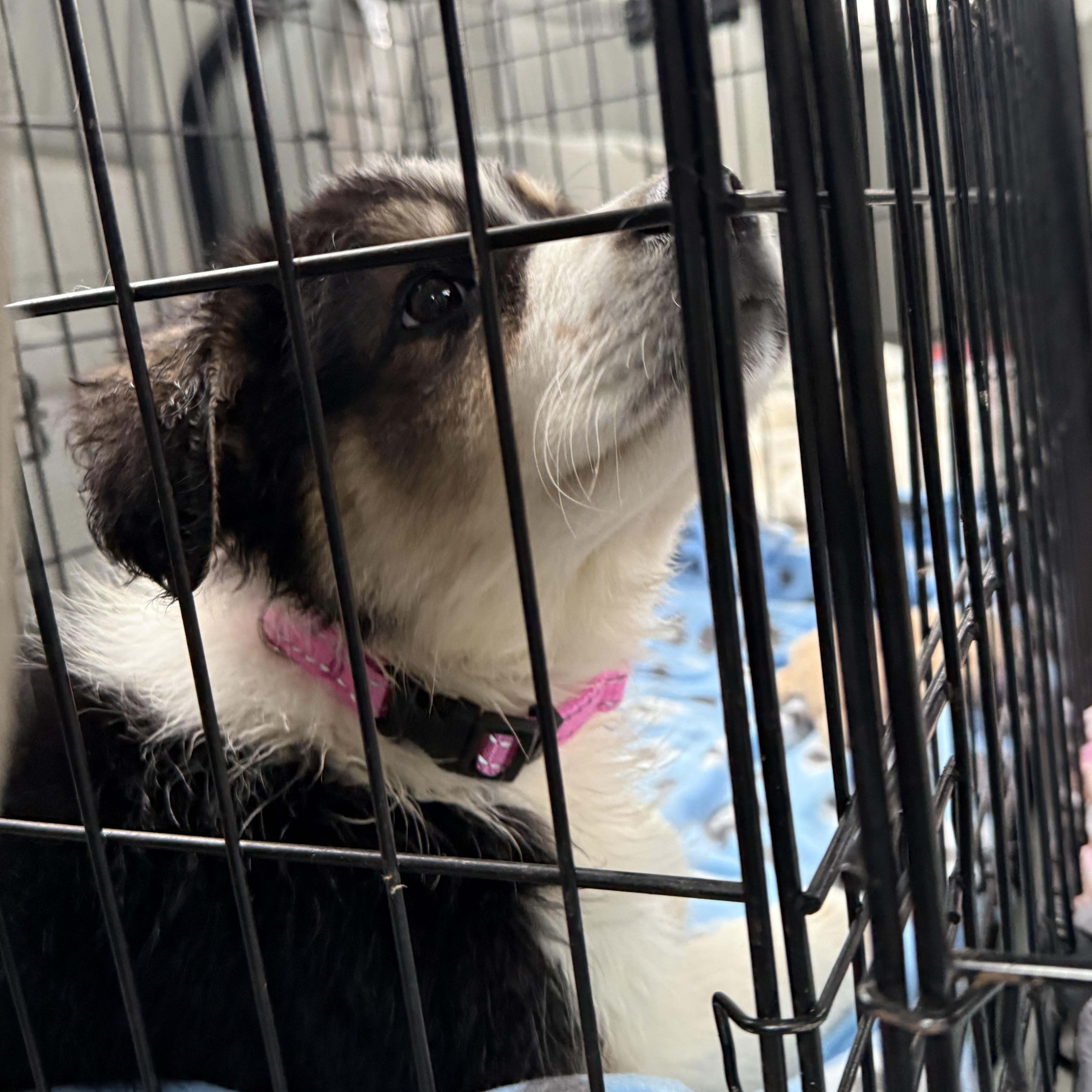 Enlarge Sesame , an adopted Australian Shepherd in Mount Laurel Township, NJ image 2/4