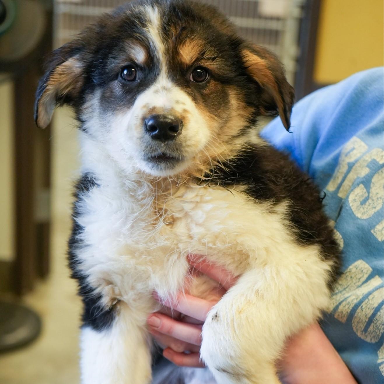 Sesame , adopted, Puppy Female Australian Shepherd.