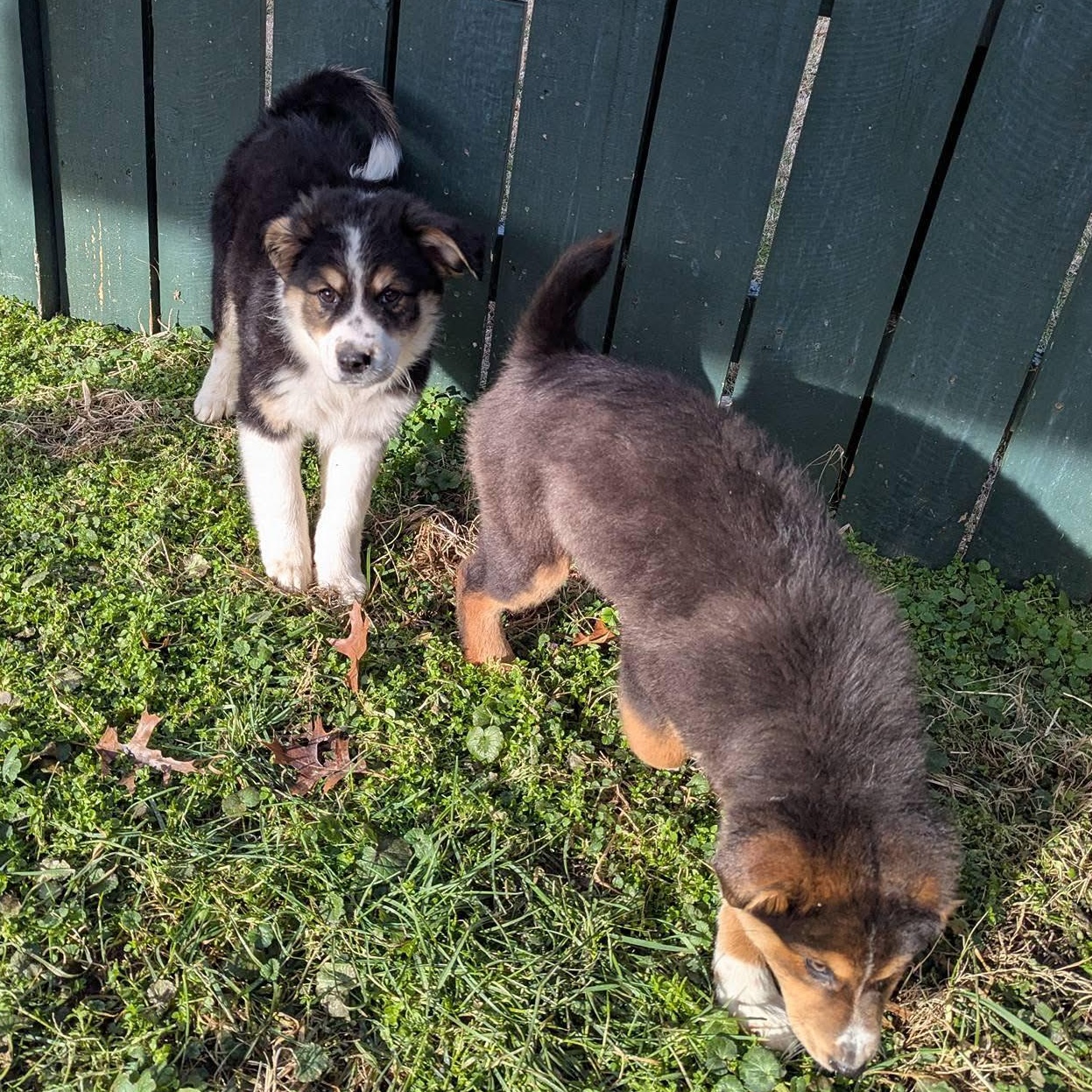 Enlarge Sesame , an adopted Australian Shepherd in Mount Laurel Township, NJ image 3/4
