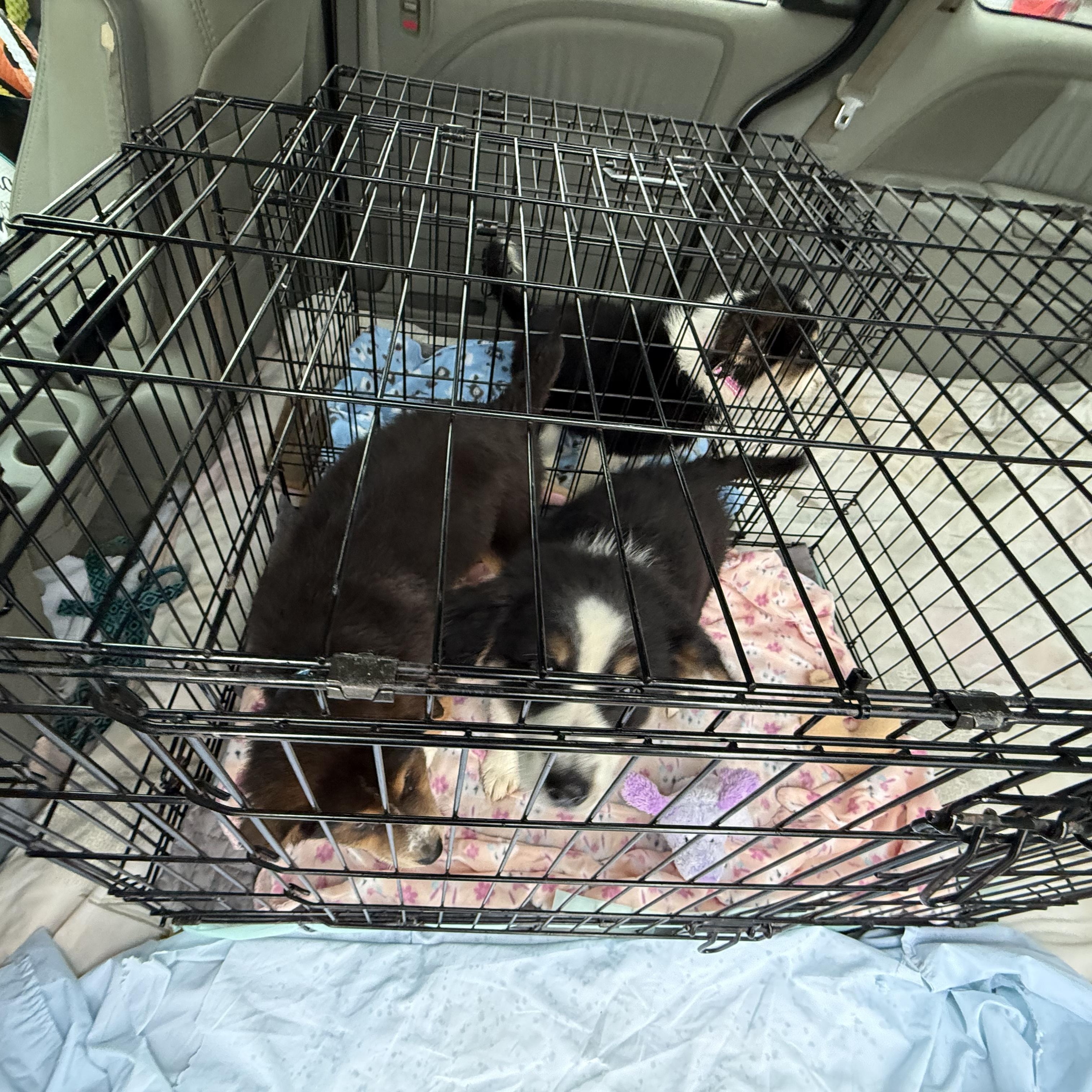 Enlarge Sesame , an adopted Australian Shepherd in Mount Laurel Township, NJ image 4/4