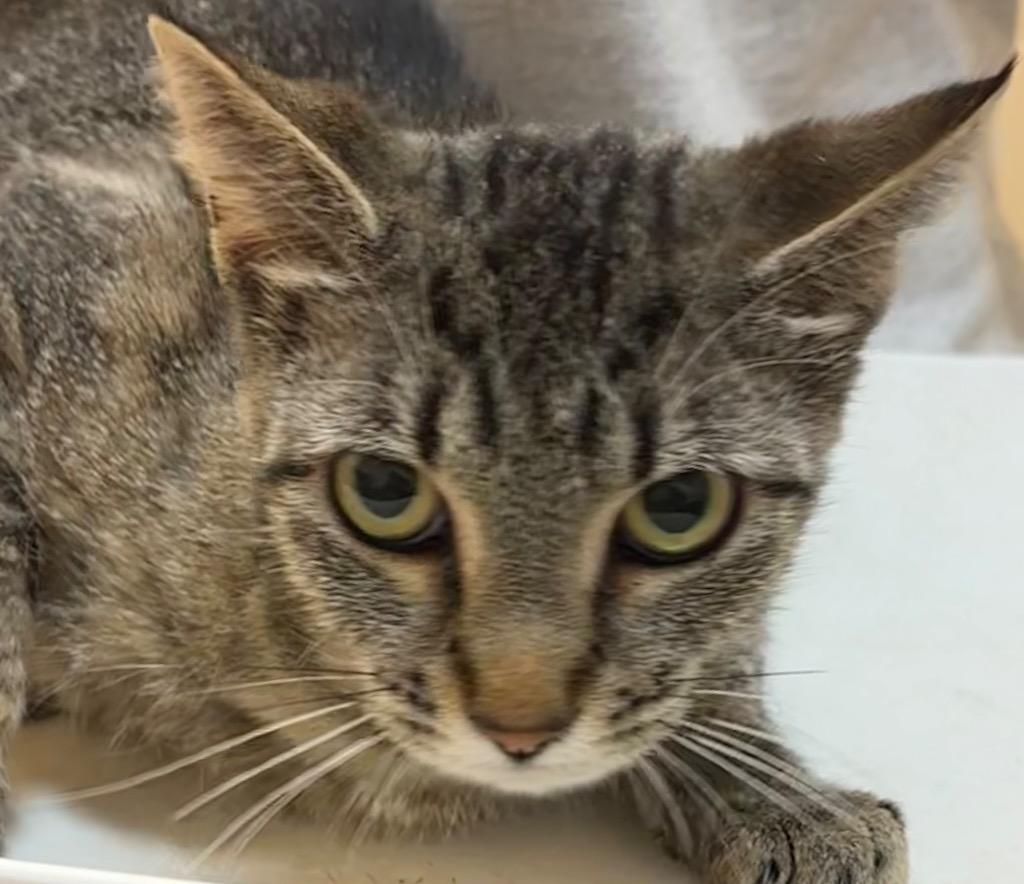 LADY, Adoptable, Young Female Domestic Short Hair.