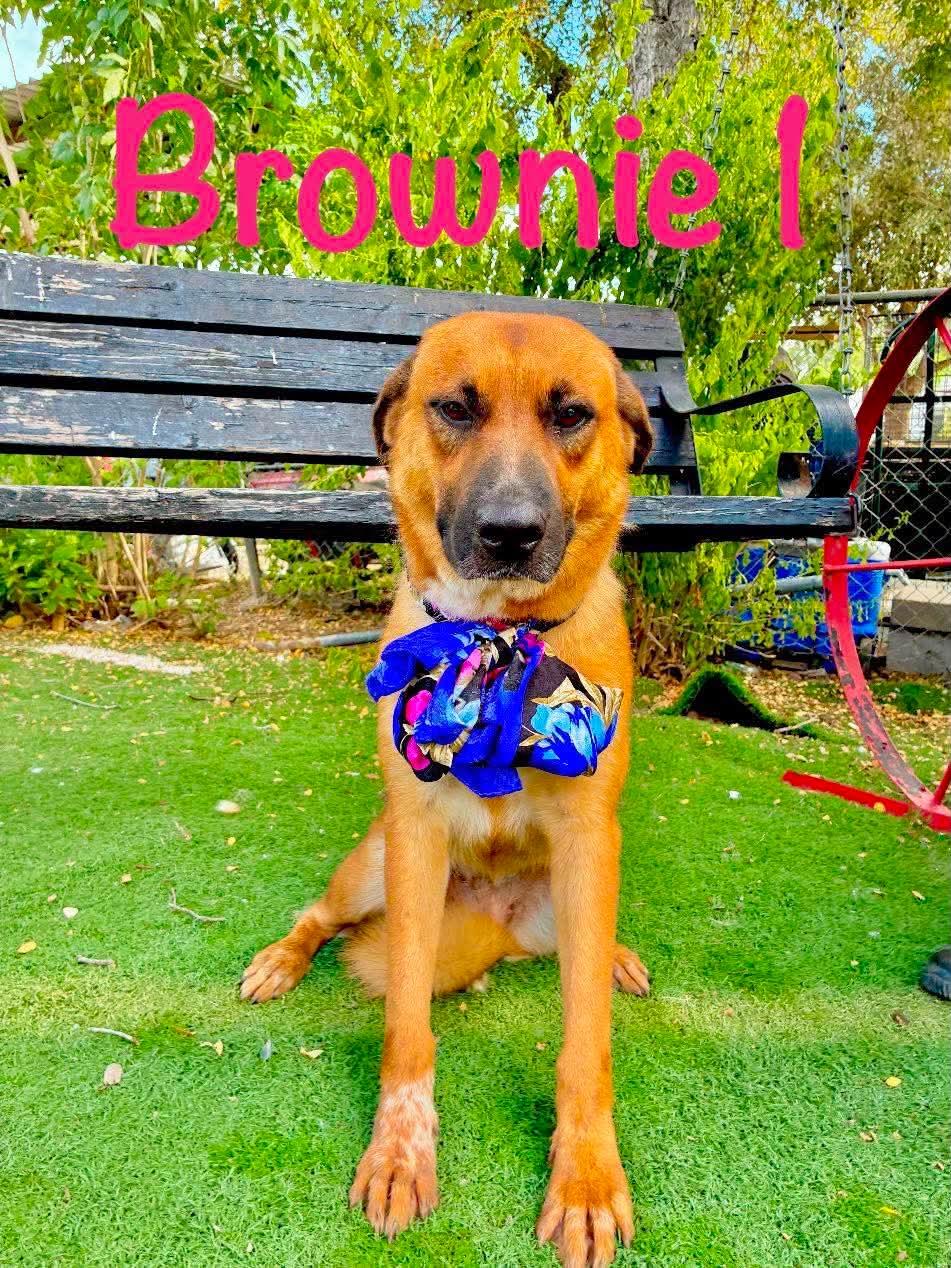 Enlarge Browny, a Adoptable mixed breed in Nashua, NH image 2/6