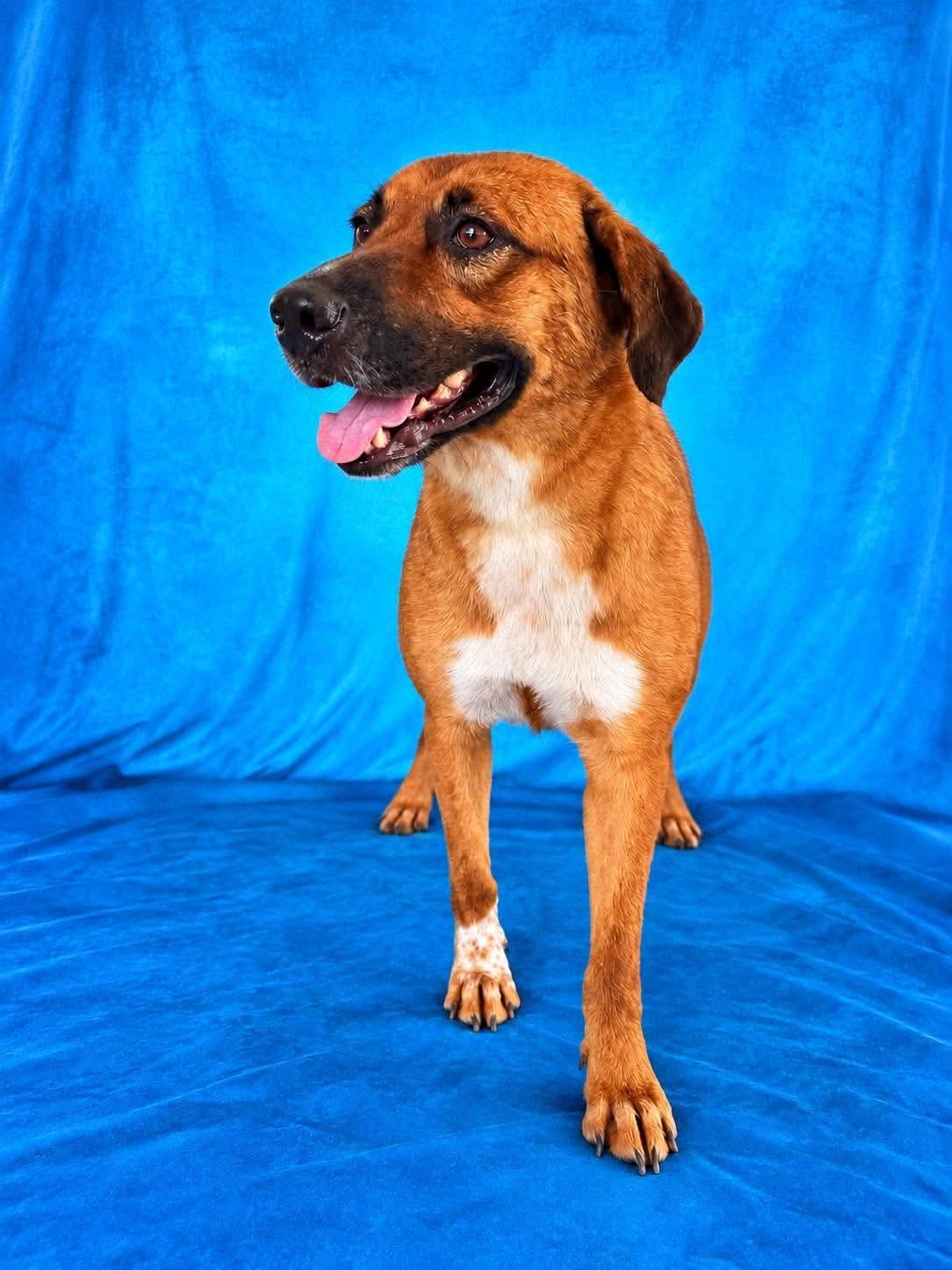 Enlarge Browny, a Adoptable mixed breed in Nashua, NH image 5/6