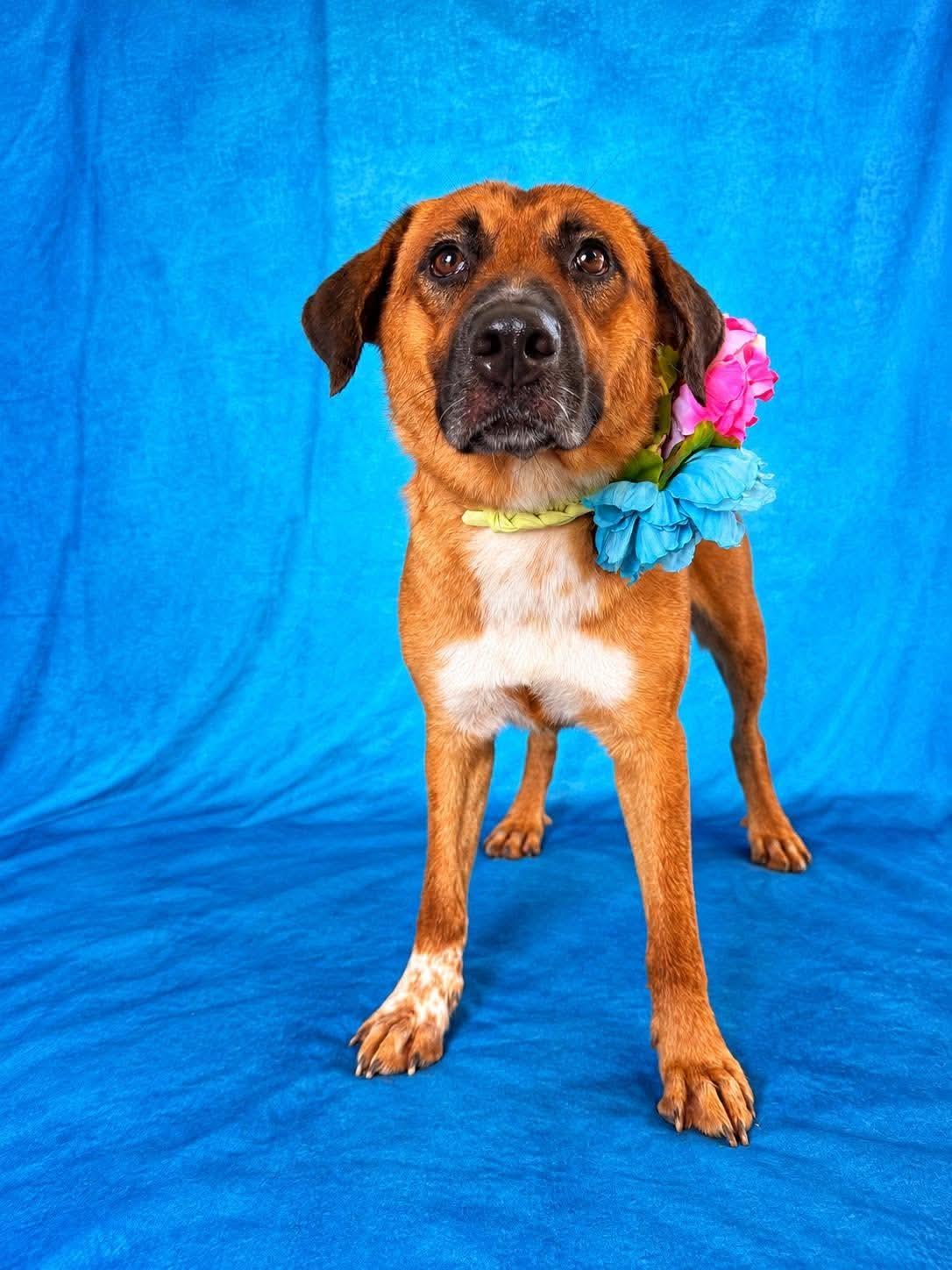 Enlarge Browny, a Adoptable mixed breed in Nashua, NH image 4/6