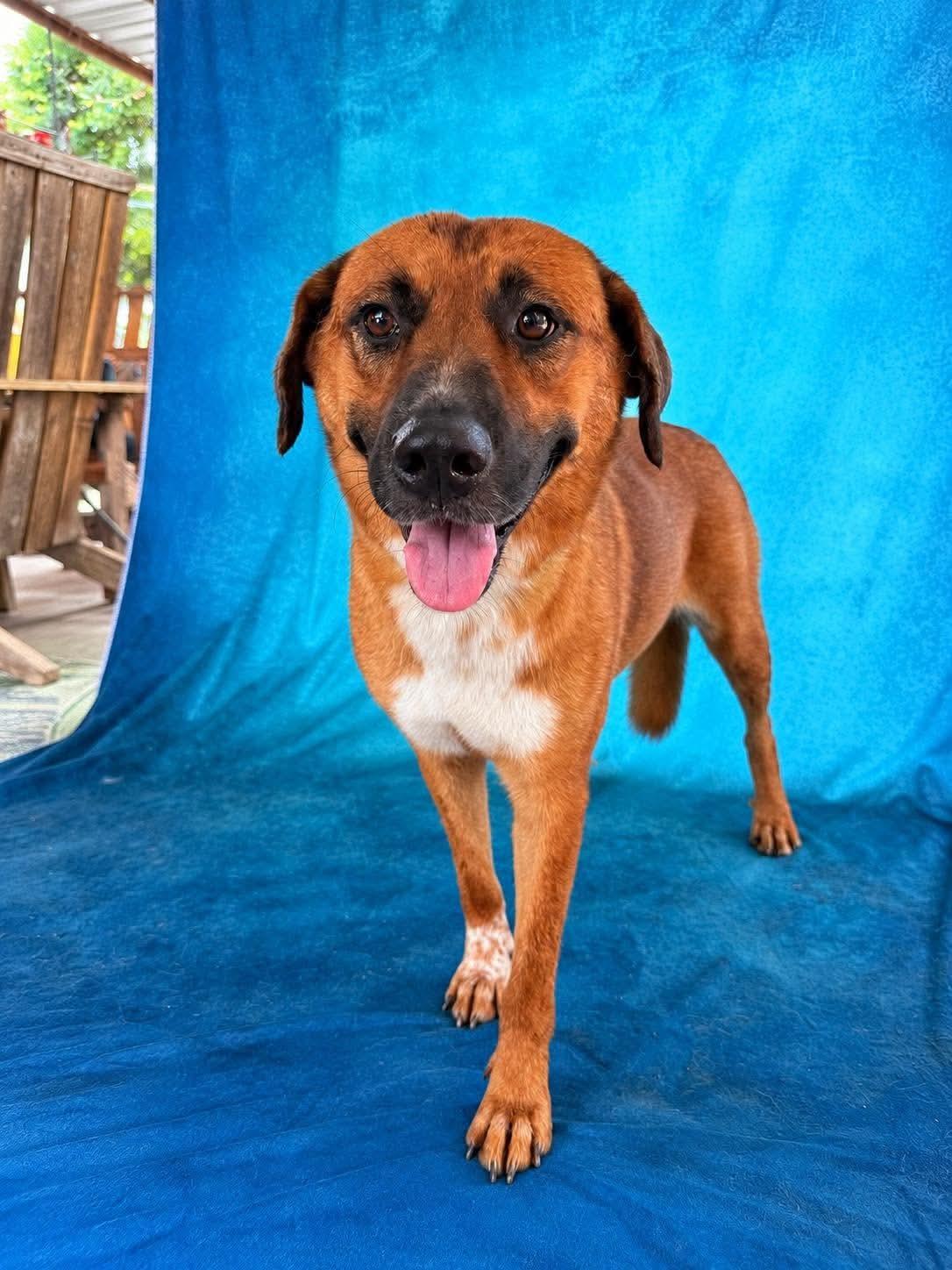 Browny, Adoptable, Adult Female Anatolian Shepherd & Shepherd.