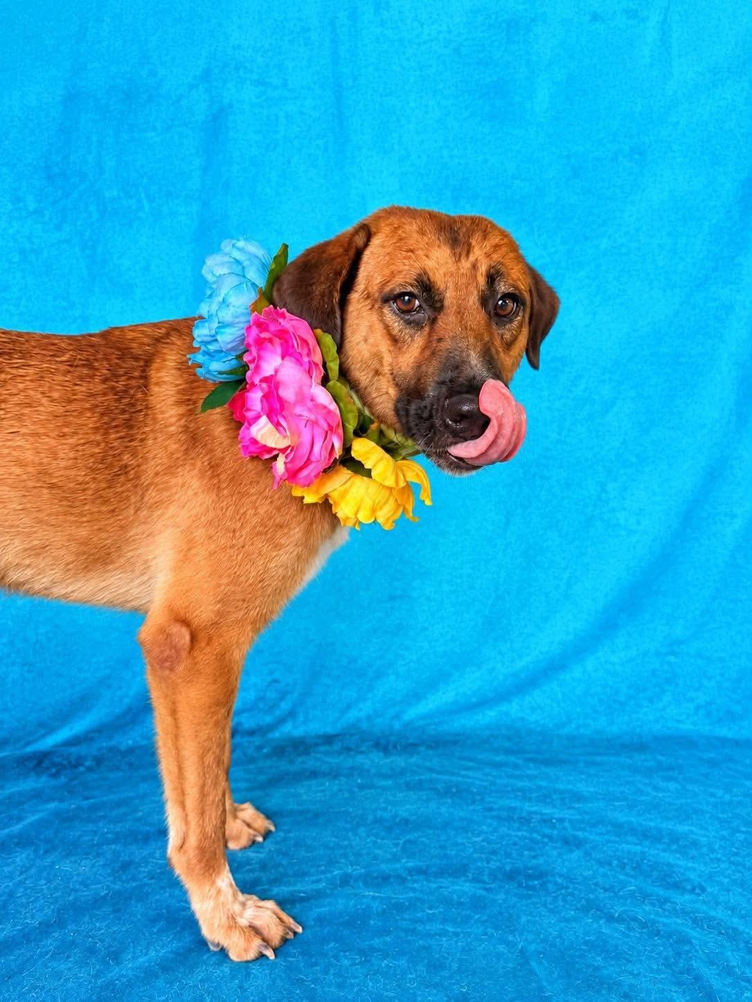 Enlarge Browny, a Adoptable mixed breed in Nashua, NH image 3/6
