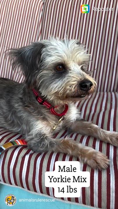 Enlarge Milton, a ADOPTABLE mixed breed in San Pedro, CA video 6/6