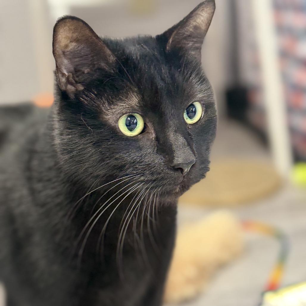 Sebastian, Adoptable, Senior Male Domestic Short Hair.