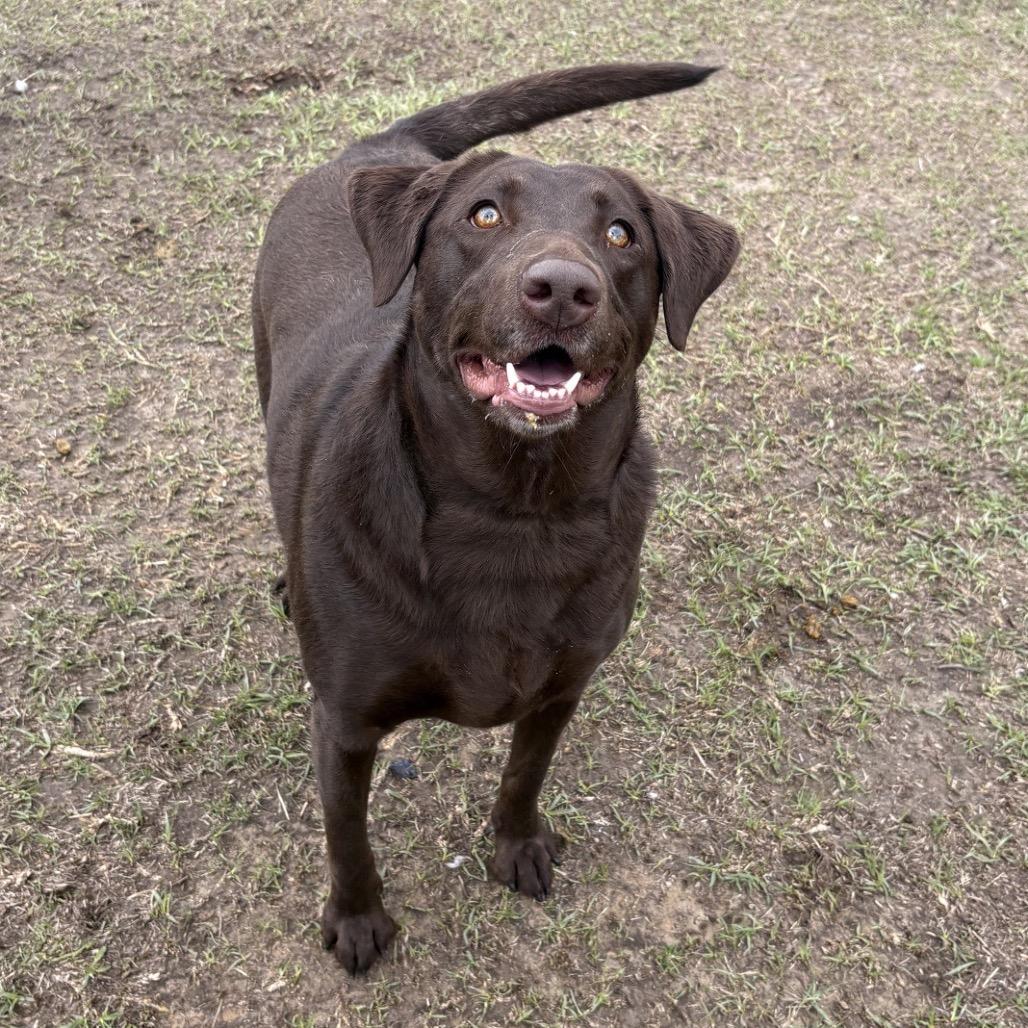 Caroline, Adoptable, Adult Female Chocolate Labrador Retriever.