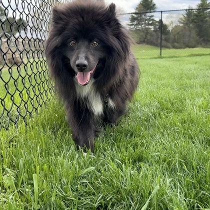 Enlarge Foxy, a Adoptable mixed breed in East Montpelier, VT image 1/2