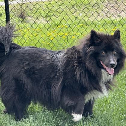 Enlarge Foxy, a Adoptable mixed breed in East Montpelier, VT image 2/2