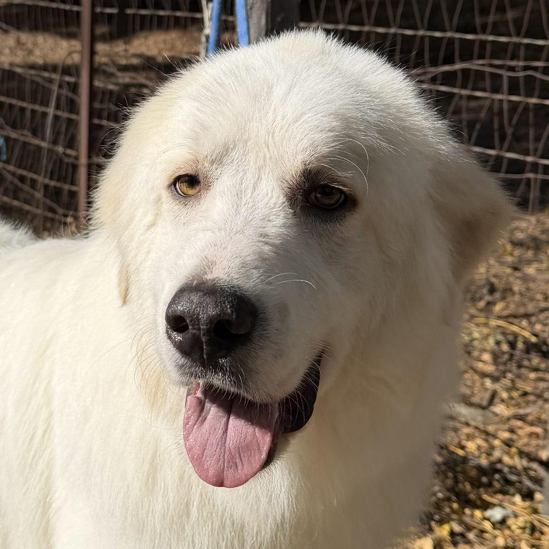 Enlarge Gilmore, an adopted Great Pyrenees in Burbank, CA image 1/4