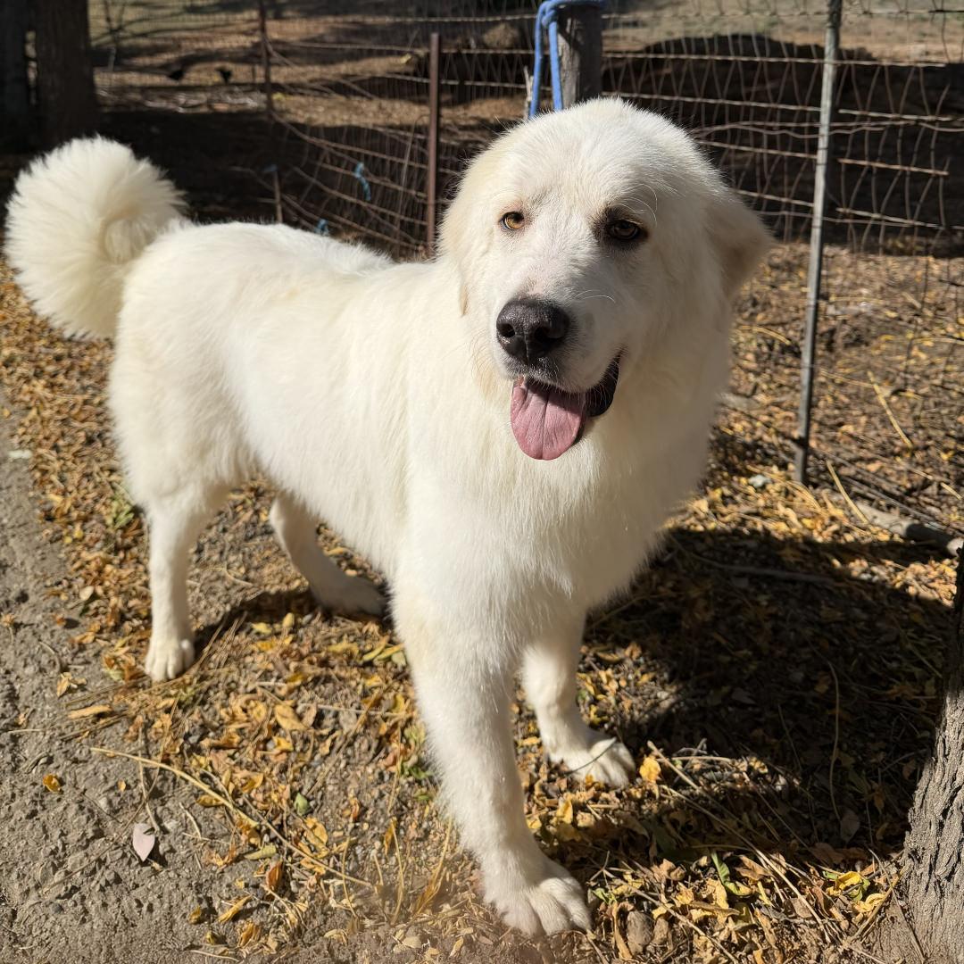 Enlarge Gilmore, an adopted Great Pyrenees in Burbank, CA image 3/4