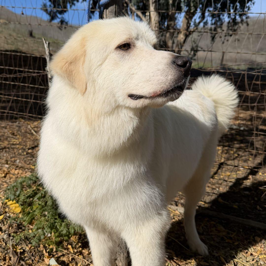 Enlarge Gilmore, an adopted Great Pyrenees in Burbank, CA image 2/4
