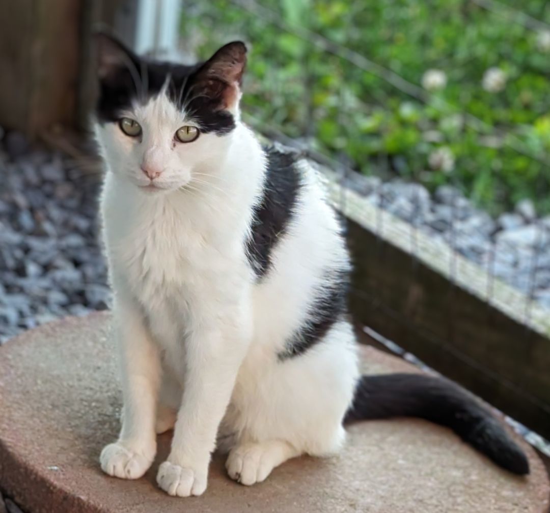 Mary, Adopted, Adult Female Domestic Short Hair.