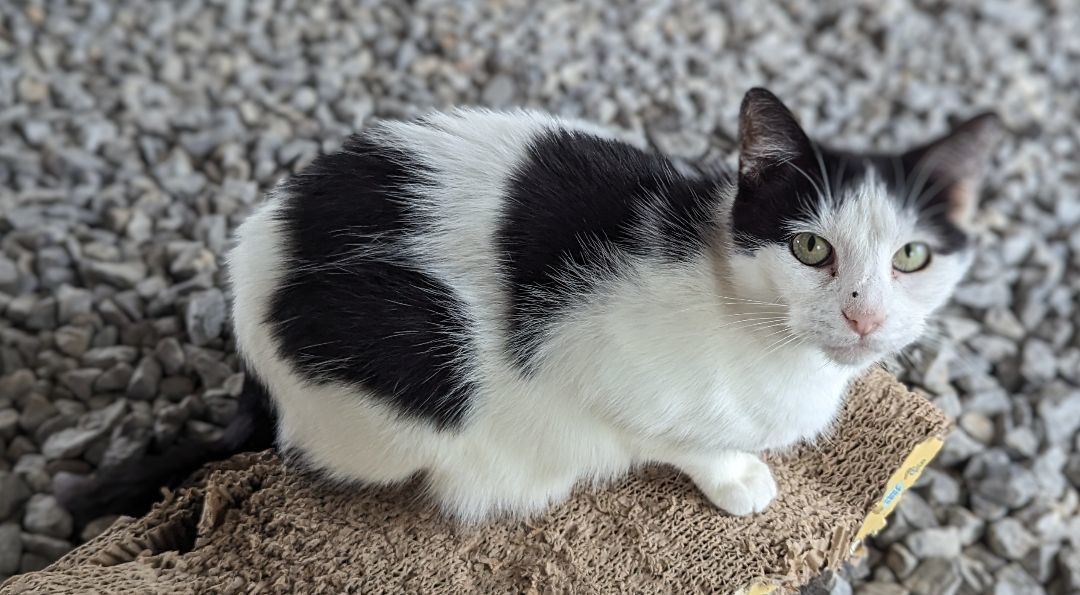 Enlarge Mary, a Adopted Domestic Short Hair in Chuckey, TN image 2/3